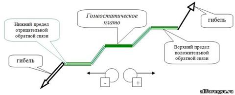 http://allformgsu.ru/img/publ/1/shema_gomeostaticheskogo_plato_Ju_Odum.jpg